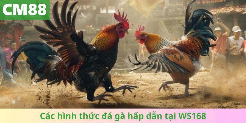 Các hình thức đá gà hấp dẫn tại WS168
